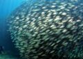 KKP Godog Kuota Penangkapan Ikan Terukur
