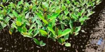Konservasi Mangrove di Konawe Selatan: 6 Ribu Pohon Ditanam di Kawasan Pesisir