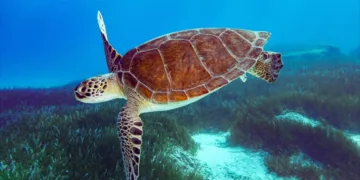 Konservasi Penyu dan Cetacea: Centre of Excellence Dibentuk di Tiga Lokasi