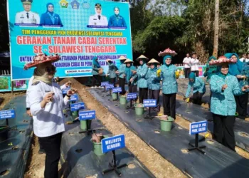 Ramai-Ramai Tanam Cabe, Apa Urgensinya?